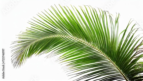 tropical coconut palm leaf isolated on white background