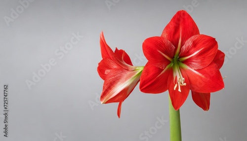 red amaryllis flower petals in bloom isolated on a grey background