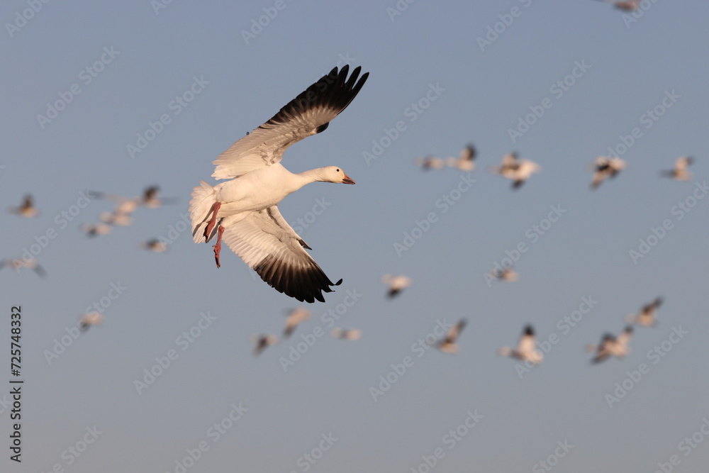 Obraz premium Snow geese Bernardo Waterfowl Area – Bosque, New Mexico USA