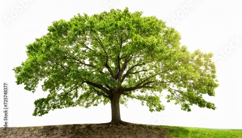 isolated green tree on white background