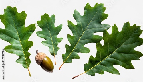 oak leaves and acorns green oak leaves set png isolated with transparent background flat lay top view without shadow