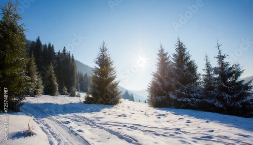 beautiful winter nature landscape with fir trees in the morning