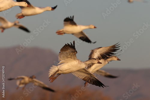Snow geese Bernardo Waterfowl Area – Bosque, New Mexico USA photo
