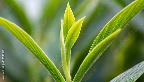 growth tree young plant natural green background