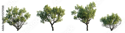 Quercus faginea Portuguese oak frontal set trees street summer trees medium isolated png on a transparent background perfectly cutout