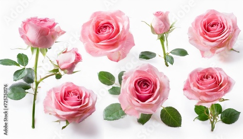 set of pink roses isolated on the white background © Deanne