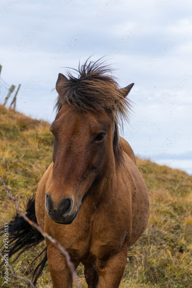 Islandpferd auf Weide