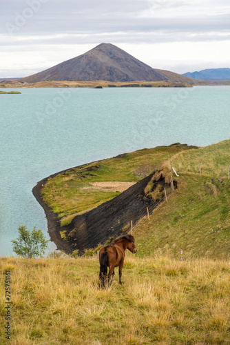 Islandpferd auf der Weide
