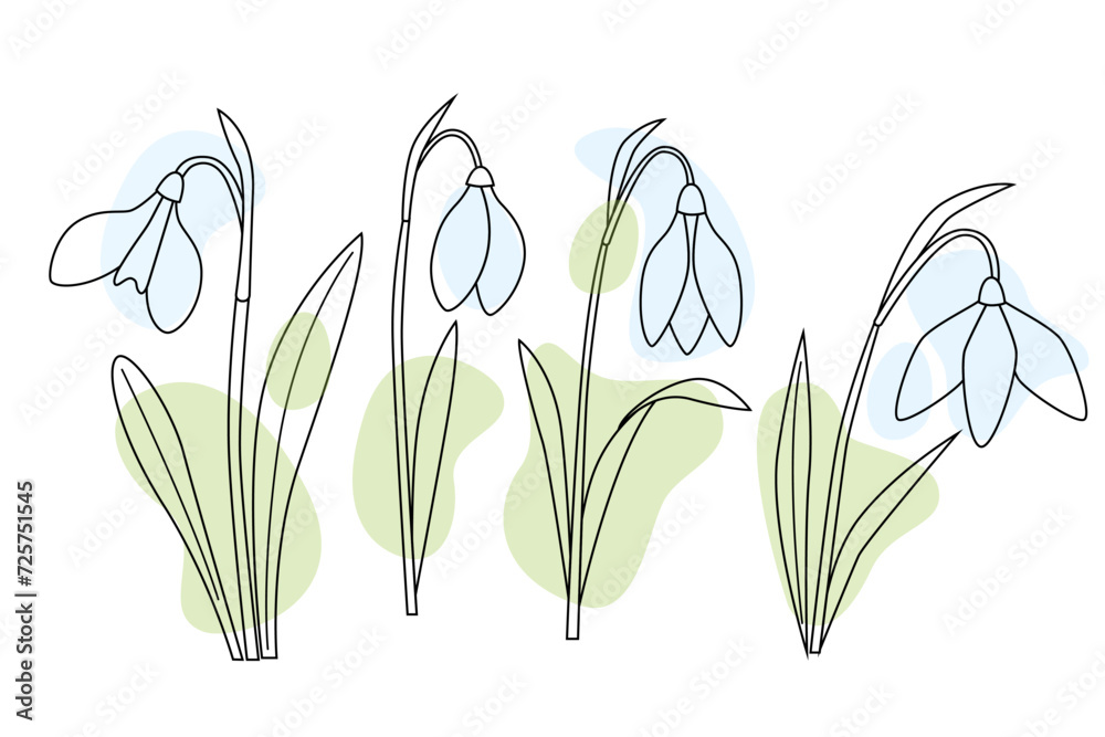 Obraz premium Snowdrop flowers set, first spring flowers in bloom. White flower with green leaves. line art vector illustration, outline style with abstract colorful shapes.