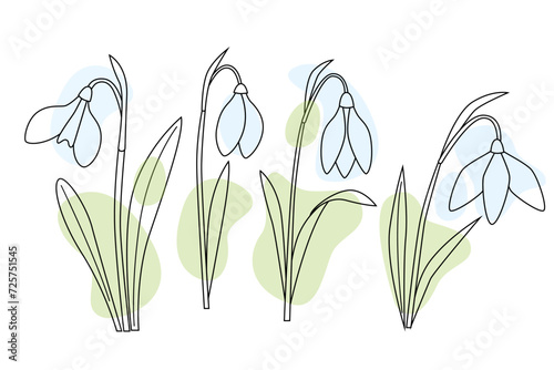 Snowdrop flowers set, first spring flowers in bloom. White flower with green leaves. line art vector illustration, outline style with  abstract colorful shapes.