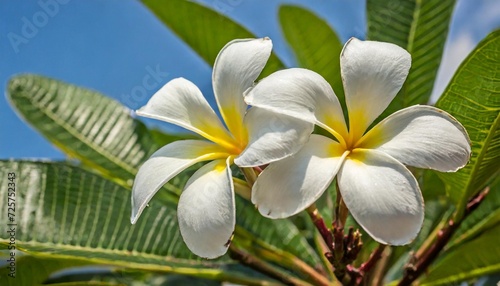 two frangipani plumeria flowers