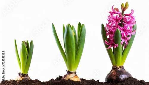 growth stages of a pink hyacinth from flower bulb to blooming flower isolated on white