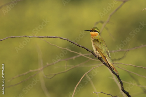 Blue-cheeked bee-eater on green at Jasra, Bahrain