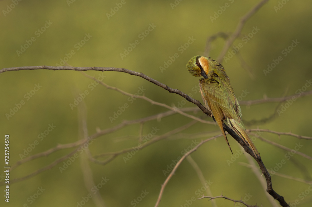 Fototapeta premium Blue-cheeked bee-eater preening, perched on acacia tree at Jasra, Bahrain
