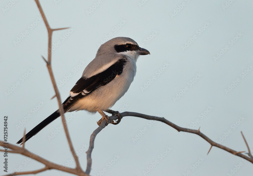 Southern Grey Shrike perched on acacia tree at Hamala, bahrain Southern Grey Shrike perched on acacia tree at Hamala, bahrain