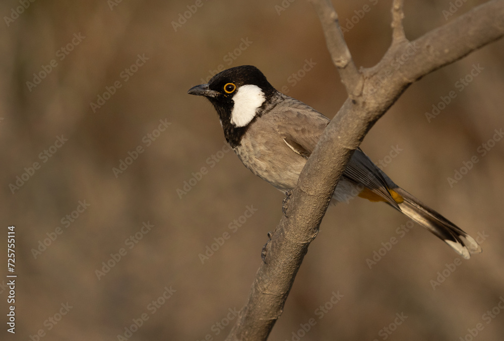 Portrait of White-cheeked bulbul on a tree, Bahrain Portrait of White-cheeked bulbul on a tree, Bahrain