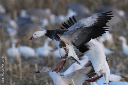 Snow geese Bernardo Waterfowl Area – Bosque, New Mexico USA