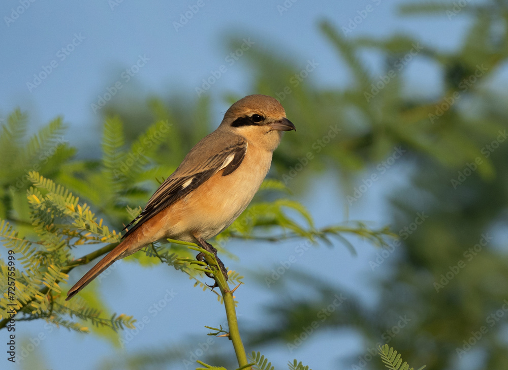 Obraz premium Portrait of a Red-tailed Shrike, Bahrain