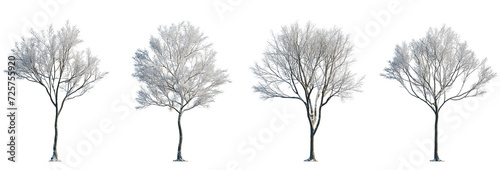 Set of street medium winter various snowed trees frontal isolated png on a transparent background perfectly cutout sunny weather photo