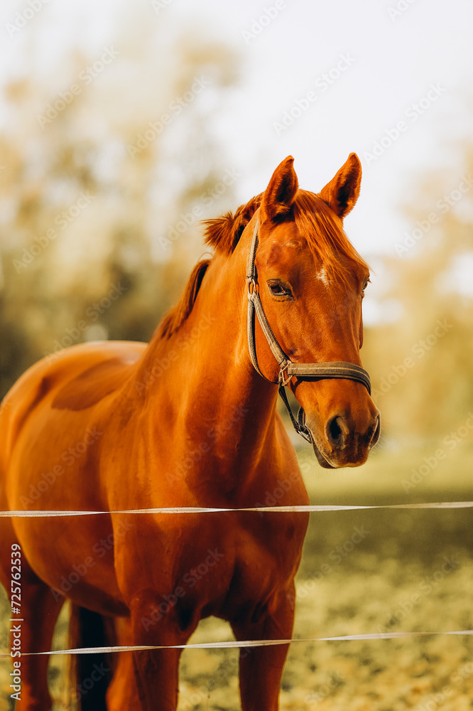 Obraz premium horse
