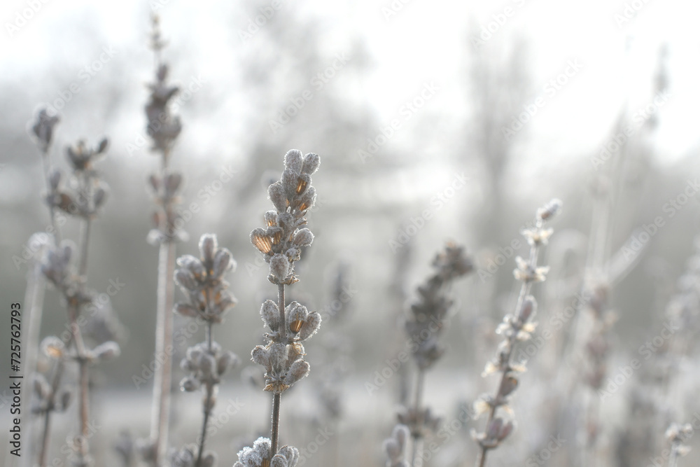 Heavy frost on lavender buds and stem on a cold, foggy winter morning. neutral tones texture Heavy frost on lavender buds and stem on a cold, foggy winter morning. neutral tones texture