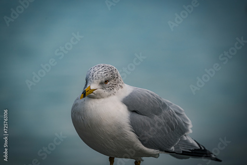 Seagull (ID: 725763106)
