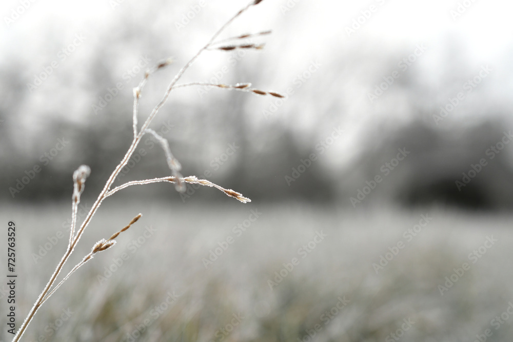 Heavy frost on tall grass on a cold, foggy winter morning. neutral tones texture Heavy frost on tall grass on a cold, foggy winter morning. neutral tones texture