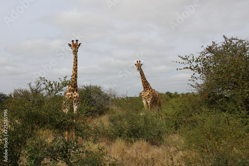 Photography Giraffe / Giraffe / Giraffa camelopardalis