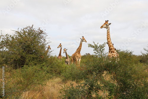Photography Giraffe / Giraffe / Giraffa camelopardalis