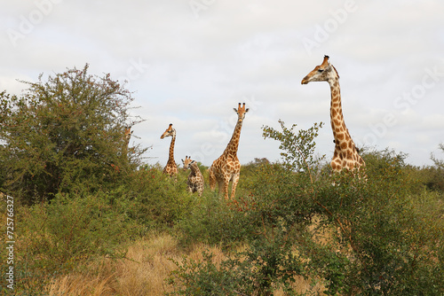 Canvas Print Giraffe / Giraffe / Giraffa camelopardalis
