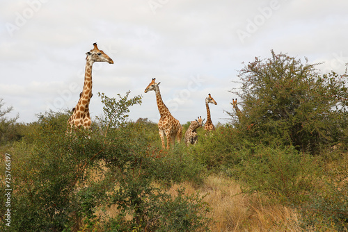 Canvas Print Giraffe / Giraffe / Giraffa camelopardalis