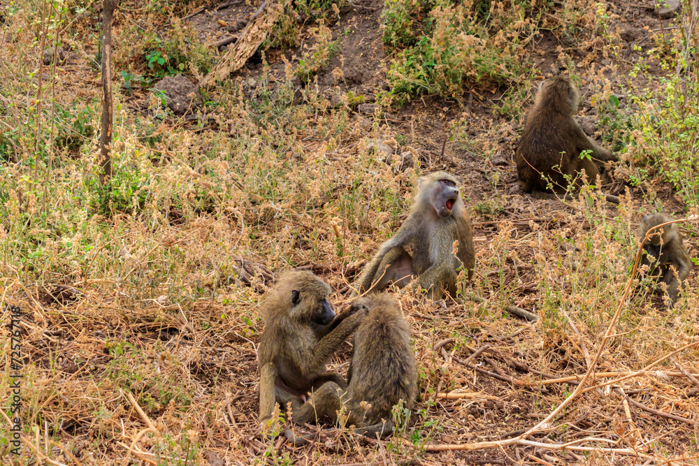 Group of olive baboons (Papio anubis), also called the Anubis baboons, in Lake Manyara National Park in Tanzania