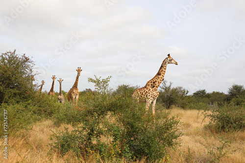 Photography Giraffe / Giraffe / Giraffa camelopardalis
