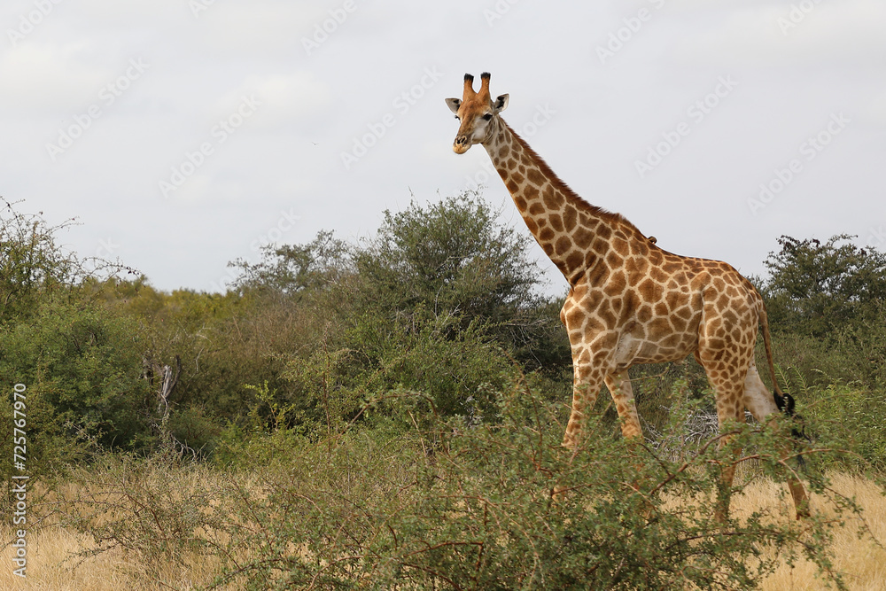 Giraffe / Giraffe / Giraffa camelopardalis Giraffe / Giraffe / Giraffa camelopardalis