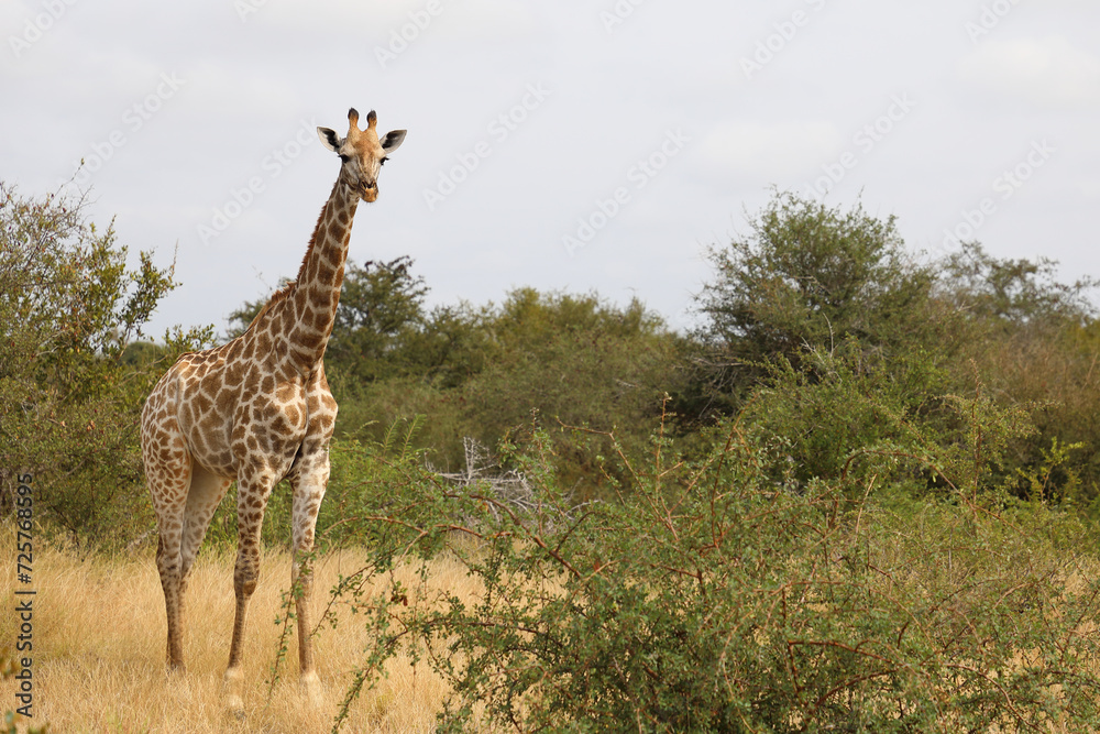 Giraffe / Giraffe / Giraffa camelopardalis Giraffe / Giraffe / Giraffa camelopardalis