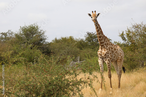 Photography Giraffe / Giraffe / Giraffa camelopardalis