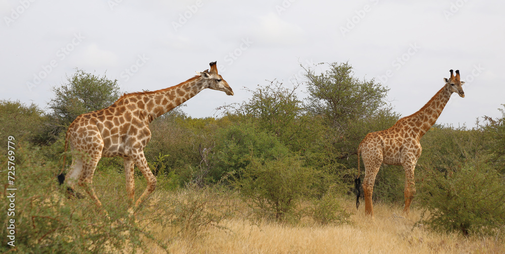 Obraz premium Giraffe / Giraffe / Giraffa camelopardalis