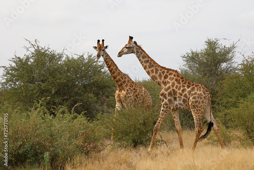 Canvas Print Giraffe / Giraffe / Giraffa camelopardalis