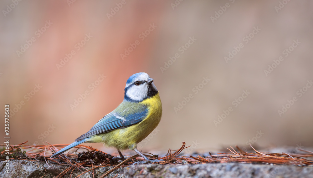 Blue tit (Parus caeruleus), resting on a stone wall Blue tit (Parus caeruleus), resting on a stone wall