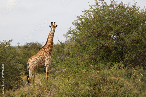 Giraffe   Giraffe   Giraffa camelopardalis