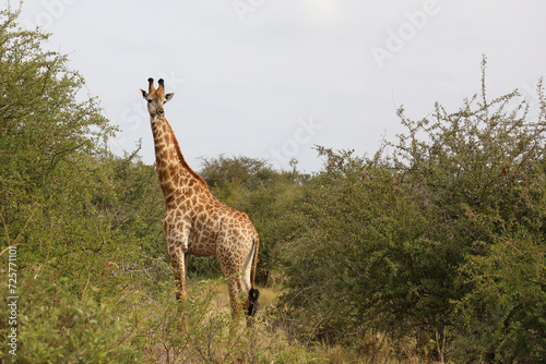 Giraffe / Giraffe / Giraffa camelopardalis