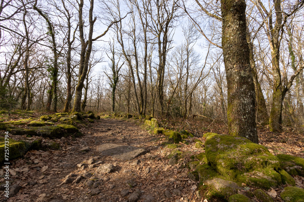 A stone woodland path through the forest. A stone woodland path through the forest.