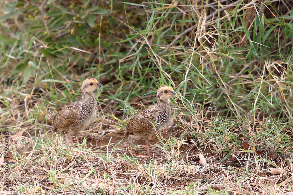 Swainsonfrankolin / Swainson's francolin or Swainson's spurfowl / Francolinus swainsonii.. Swainsonfrankolin / Swainson's francolin or Swainson's spurfowl / Francolinus swainsonii..