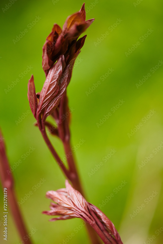 Sprouting Peony in the Spring Garden. Cultivation and gardening peonies Sprouting Peony in the Spring Garden. Cultivation and gardening peonies