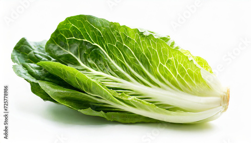 Fresh green cos lettuce leaf isolate on white background. Batavia salad. Side view. photo