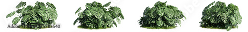 set of monstera plants, 3D rendering with a transparent background, for digital composition, illustration, architecture visualization