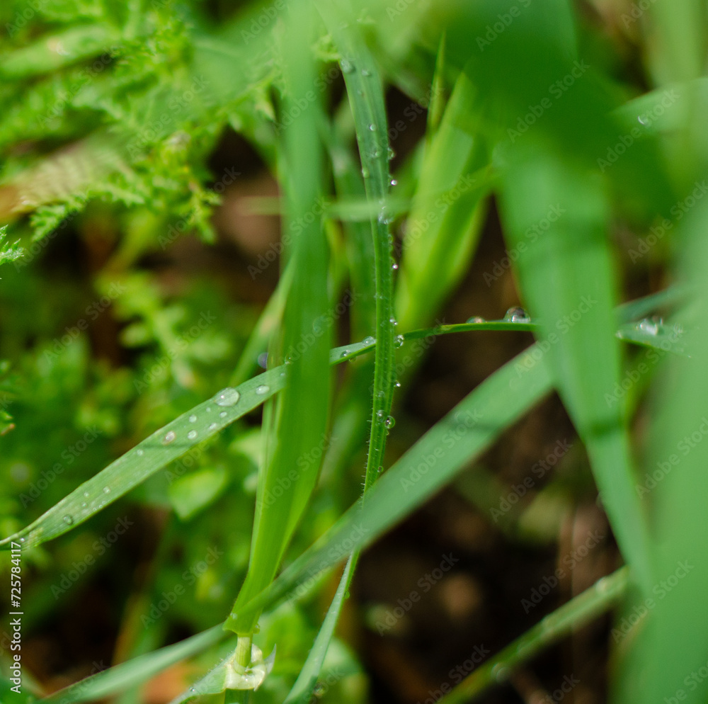 dew drops on grass