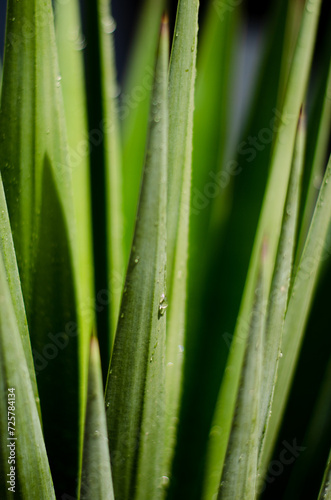 close up of aloe plant