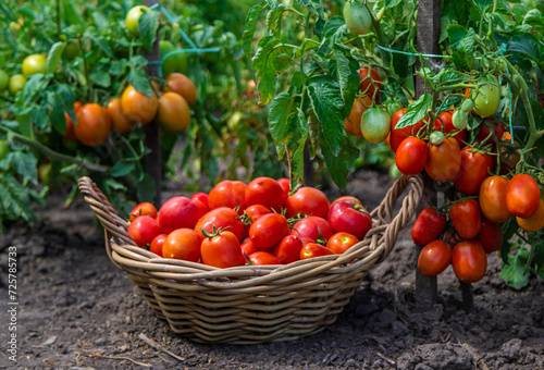 harvest of tomatoes in the garden. Selective focus.