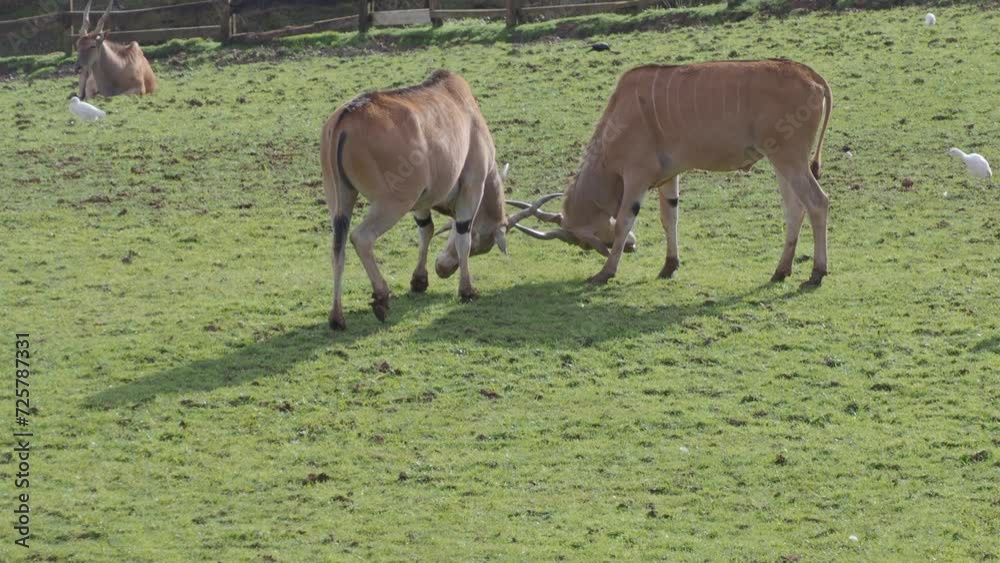 antilopes eland los antilopes mas grandes jugando